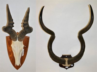 Lot 45 - Antlers/Horns: Cape Greater Kudu (Strepsiceros strepsiceros), circa early 20th century, horns...