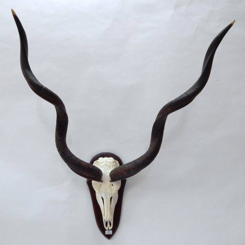 Lot 47 - Antlers/Horns: African Hunting Trophy, Cape Greater Kudu (Strepsiceros strepsiceros), circa...