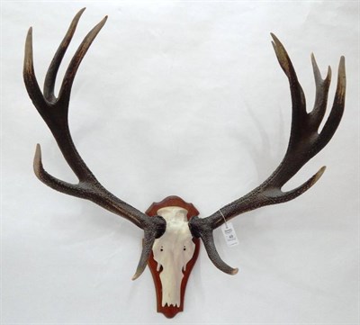 Lot 48 - Antlers/Horns: European Red Deer (Cervus elaphus), circa late 20th century, antlers on a metal...