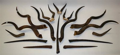 Lot 50 - African Hunting Trophies: Various African Hunting Trophy Horns, to include - two sets of...