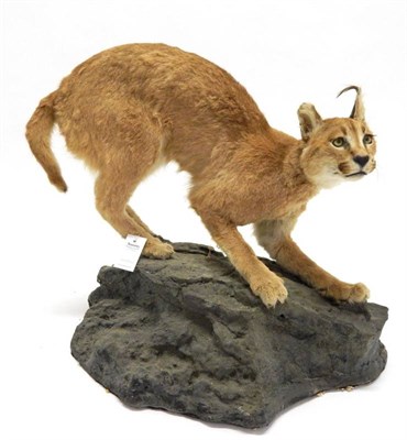 Lot 51 - Taxidermy: African Caracal (Caracal caracal), modern, full mount in crouched alert position...