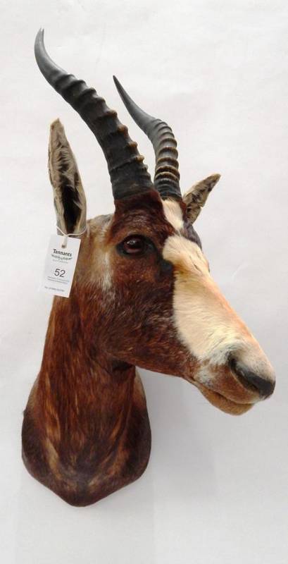 Lot 52 - Taxidermy: Blesbok (Damaliscus phillipsi), modern, shoulder mount with head turning to the...
