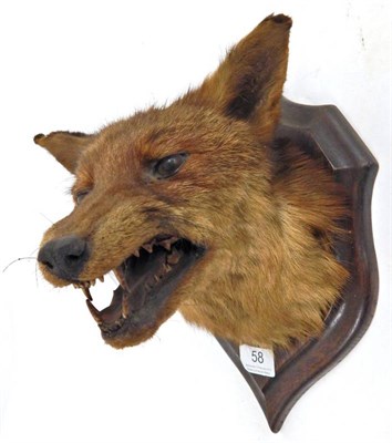 Lot 58 - Taxidermy: Red Fox Mask (Vulpes vulpes), circa 1930, by Henry Murray & Son, Carnforth, fox mask...