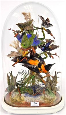 Lot 59 - Taxidermy: A Victorian Display of Tropical Birds, circa 1880, a collection of eight various...