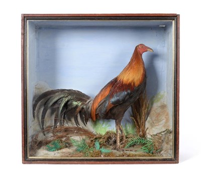 Lot 65 - Taxidermy: A Late 19th Century Cased Gamecock (Gallus gallus domesticus), full mount cockerel stood