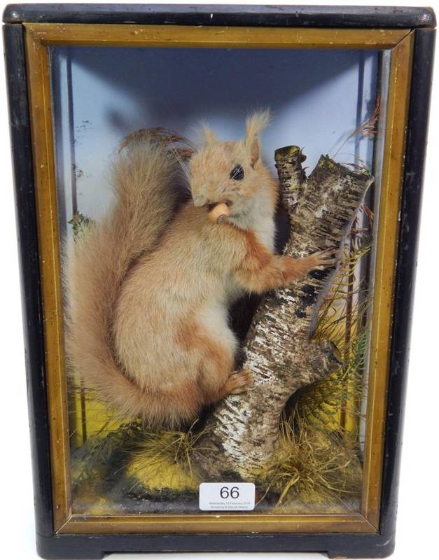 Lot 66 - Taxidermy: Red Squirrel (Sciurus vulgaris), circa 1900, by James Hutchings of Aberystwyth,...
