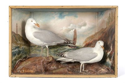 Lot 67 - Taxidermy: A Pair of Herring Gulls (Larus argentatus), circa 1930, in the manner of Bill Cox of...