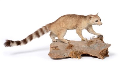 Lot 70 - Taxidermy: Ring-Tailed Cat (Bassariscus astutus), circa late 20th century, full mount in...