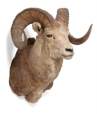 Lot 74 - Taxidermy: Stone Sheep (Ovis dalli stonei), circa late 20th century, by Trophy Taxidermy Ltd,...