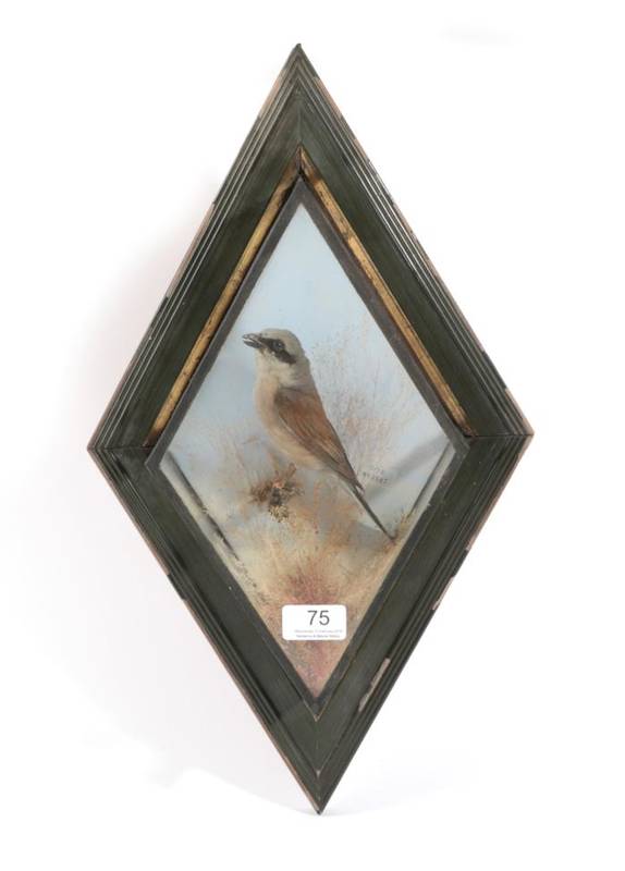 Lot 75 - Taxidermy: Red-Backed Shrike (Lanius collurio), circa 1871-1958, by George Bazeley of...