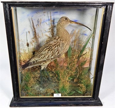 Lot 76 - Taxidermy: A Late Victorian Cased Curlew (Scolopax arquata), circa 1890, by Thomas Turner of...