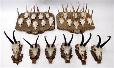 Lot 80 - Antlers/Horns: Alpine Chamois (Rupicapra rupicapra), circa late 1970, six sets of adult horns...