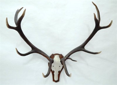 Lot 81 - Antlers/Horns: European Red Deer (Cervus elaphus), circa late 20th century, antlers on metal...