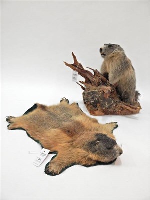 Lot 84 - Taxidermy: Alpine Marmot (Marmota marmota), circa late 20th century, full mount stood upon a...