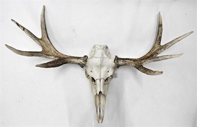 Lot 85 - Antler/Horns: European Moose (Alces alces), circa mid 20th century, antlers on upper skull,...