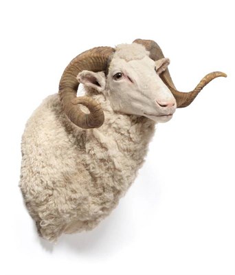Lot 86 - Taxidermy: Merino Sheep (Ovis aries), modern, shoulder mount with head turning slightly to the...