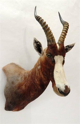 Lot 87 - Taxidermy: Blesbok (Damaliscus phillipsi), modern, shoulder mount with head turning to the...