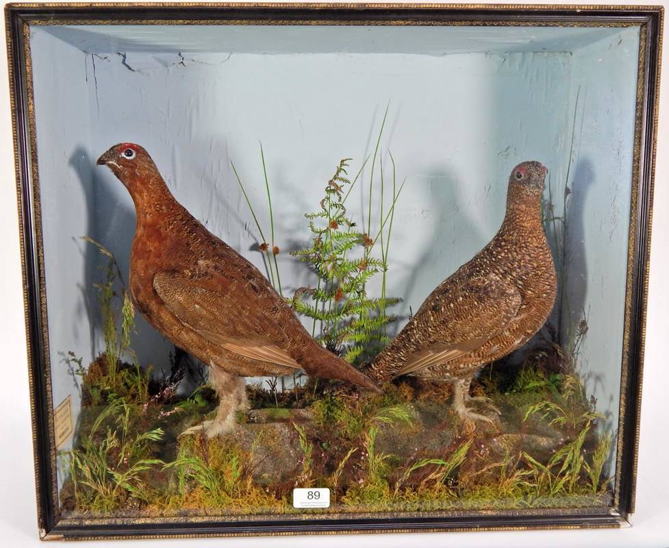 Lot 89 - Taxidermy: A Pair of Late Victorian Cased Willow Grouse (Lagopus lagopus), by Mr Thos. Robson. Bird