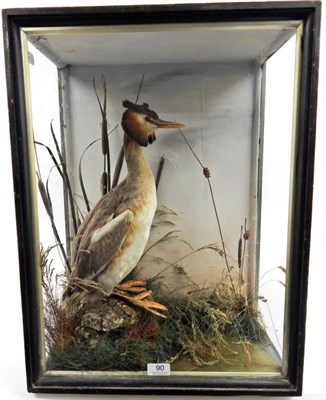 Lot 90 - Taxidermy: A Late Victorian Cased Great Crested Grebe (Podiceps cristatus), full mount with...