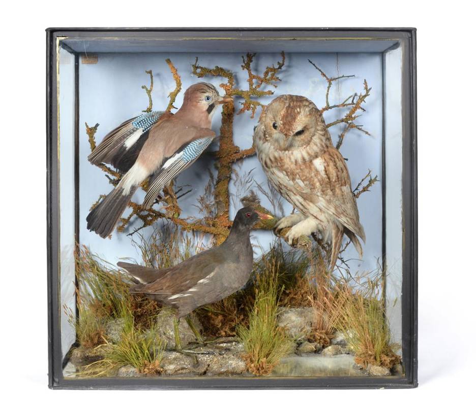 Lot 91 - Taxidermy: A Cased Diorama of British Birds, circa 1900, by John Cooper, 1825-1960, 28 Radnor...