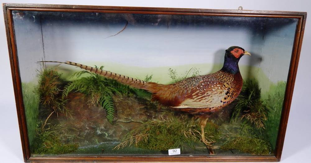 Lot 92 - Taxidermy: A Cased Ring-necked Pheasant (Phasianus colchicus), circa 1900, full mount cock bird...