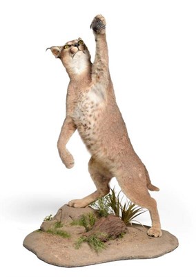 Lot 95 - Taxidermy: African Caracal (Caracal caracal), modern, full mount in playful leaping pose, the...