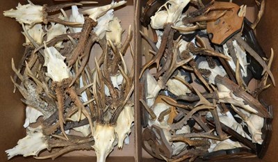 Lot 96 - Antlers/Horns: Roe Buck (Capreolus capreolus), circa late 20th century, twenty sets of various...