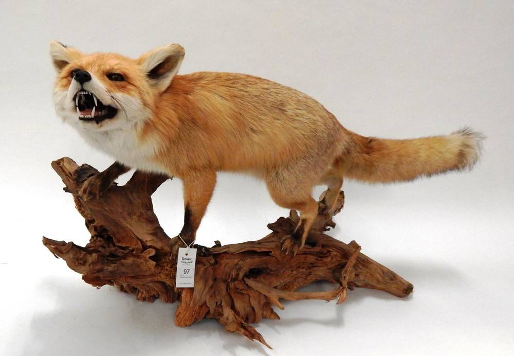 Lot 97 - Taxidermy: Red Fox (Vulpes vulpes), circa late 20th century, excellent quality large full mount fox