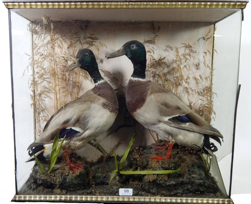 Lot 98 - Taxidermy: A Pair of Victorian Cased Mallard Ducks (Anas platyrhynchos), two full mount drakes,...