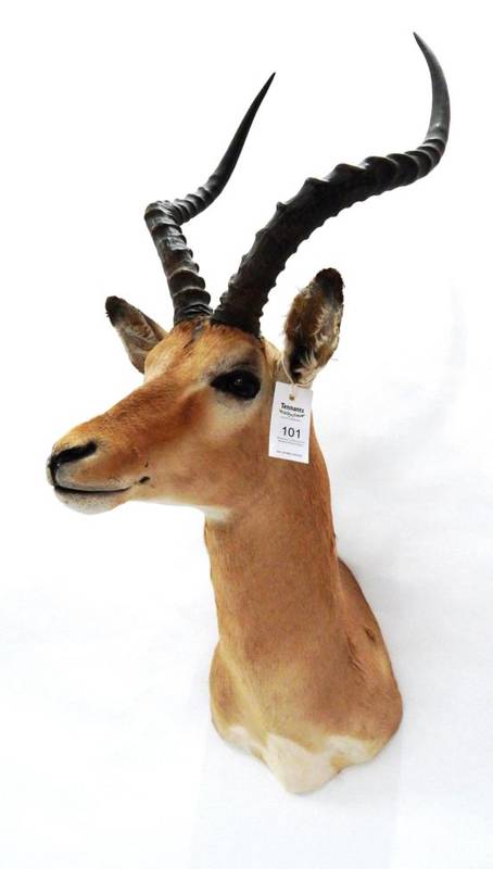 Lot 101 - Taxidermy: Common Impala (Aepyceros malampus), circa late 20th century, shoulder mount with...