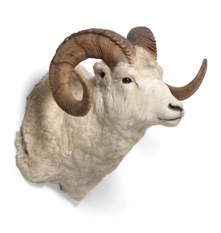 Lot 102 - Taxidermy: Dall's Sheep (Ovis dalli dalli), circa 1970, large shoulder mount looking straight...