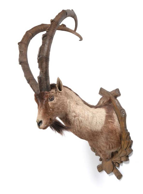 Lot 104 - Taxidermy: Bezoar Goat or Wild Goat (Capra aegagrus), circa late 20th century, shoulder mount...