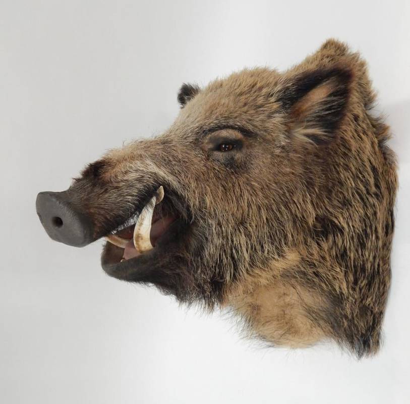 Lot 105 - Taxidermy: European Wild Boar (Sus scrofa), circa late 20th century, large high quality...