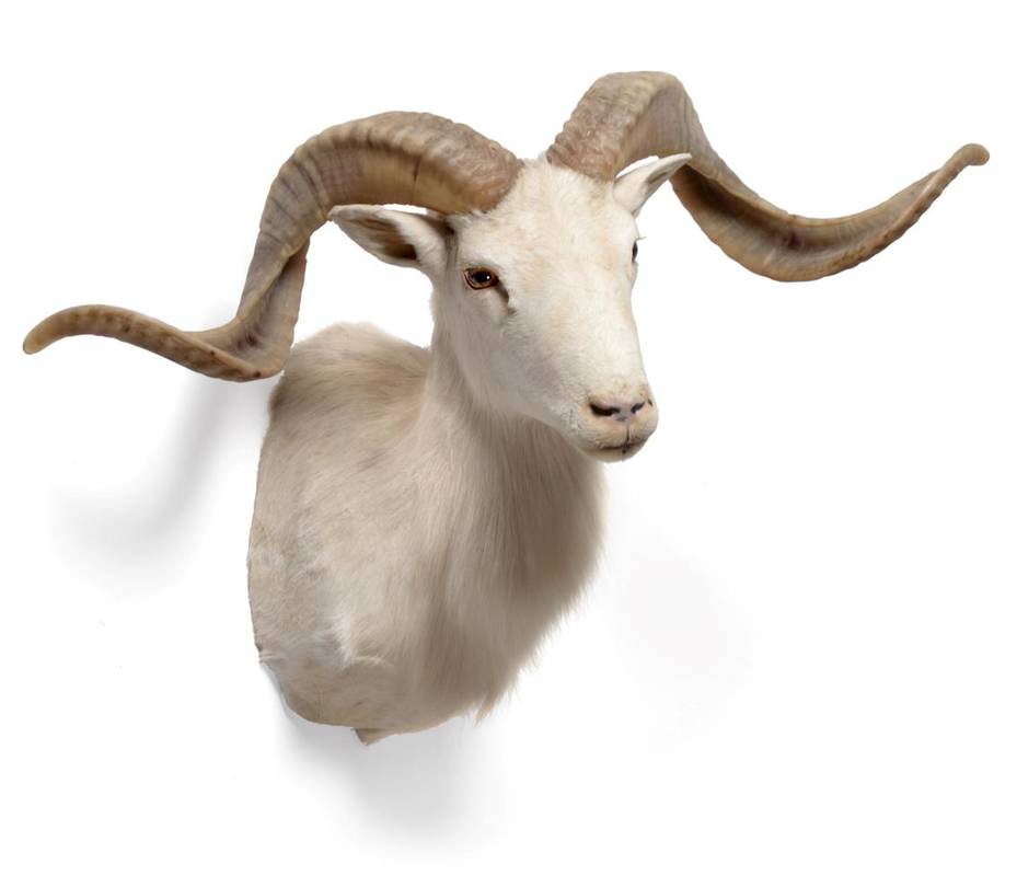 Lot 106 - Taxidermy: White Corsican Sheep (Ovis aries), circa late 20th century, shoulder mount with head...