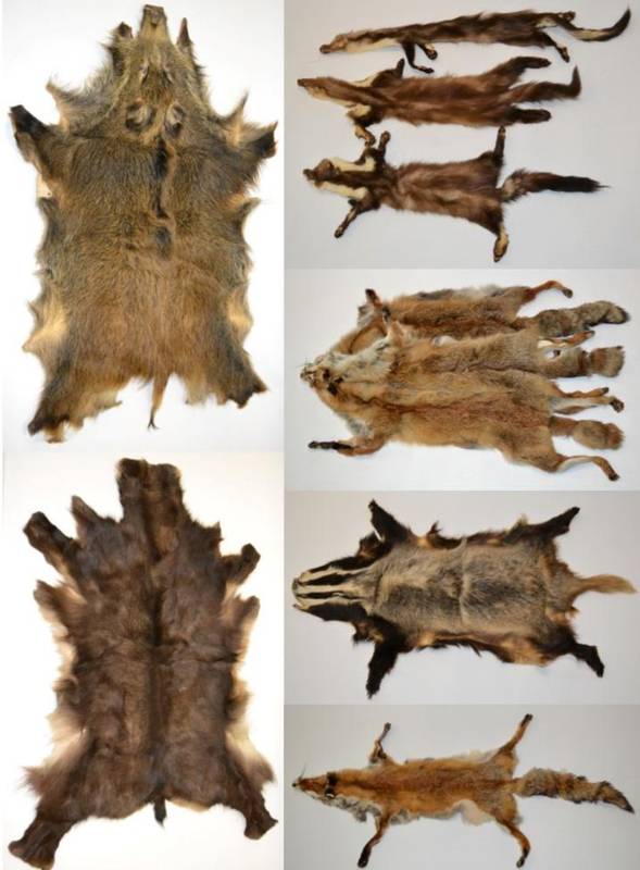 Lot 107 - Hides/Skins: A Quantity of European Animal Hide/Skins, including - Badger, Chamois, Wild Boar,...