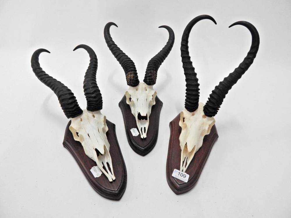 Lot 109 - Antlers/Horns: African Hunting Trophies, modern, South African Springbok (Antidorcas...