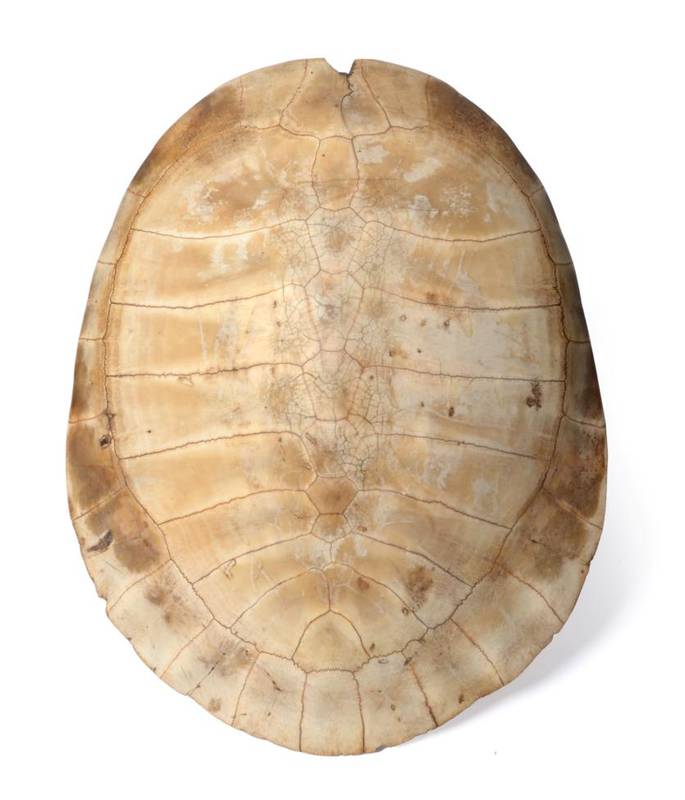 Lot 115 - Natural History: Tataruga Turtle (Podocnemis expansa), circa 1900, blonde shell with scutes...