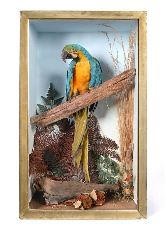 Lot 118 - Taxidermy: Blue and Yellow Macaw (Ara macao), circa early 20th century, full mount Macaw with...
