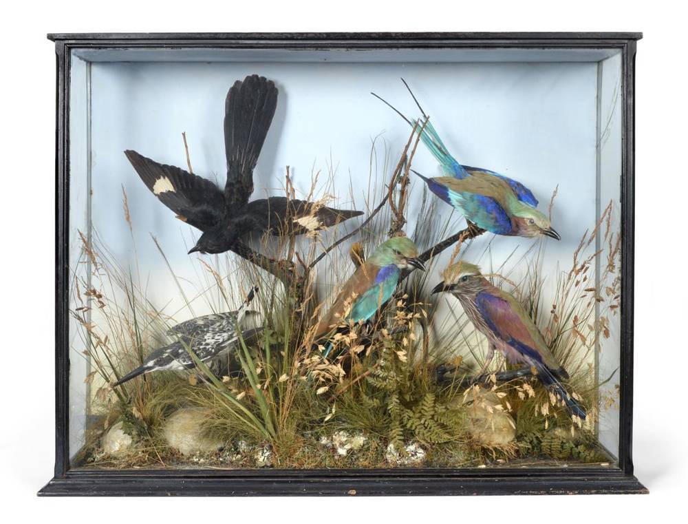 Lot 120 - Taxidermy: A Victorian Diorama of African Birds, by W.A.Macleay, Inverness, Scotland, a group...