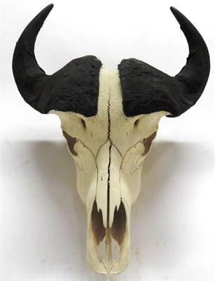Lot 122 - Antlers/Horns: African Hunting Trophy, Juvenile Cape Buffalo (Syncerus caffer), circa late 20th...