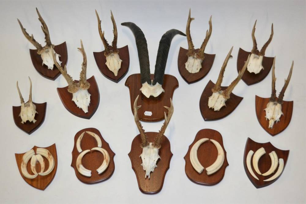 Lot 123 - Antlers/Horns: European Deer Antlers, circa late 20th century, European Red Deer antlers on cut...