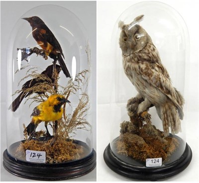 Lot 124 - Taxidermy: A Victorian Long-Eared Owl (Asio otus), full mount perched atop a small lichen encrusted