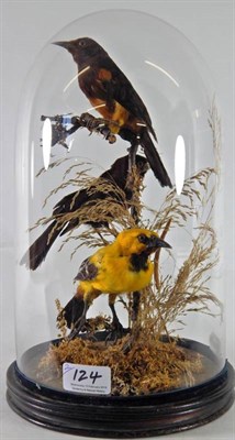 Lot 124 - Taxidermy: A Victorian Long-Eared Owl (Asio otus), full mount perched atop a small lichen encrusted