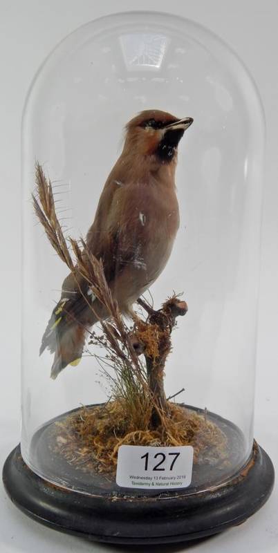 Lot 127 - Taxidermy: A Bohemian Waxwing (Bombycilla garrulus), full mount perched upon a small moss...