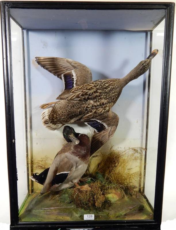 Lot 128 - Taxidermy: A Cased Pair of Mallard Ducks (Anas platyrhynchos), by James Hutchings, Aberystwyth,...