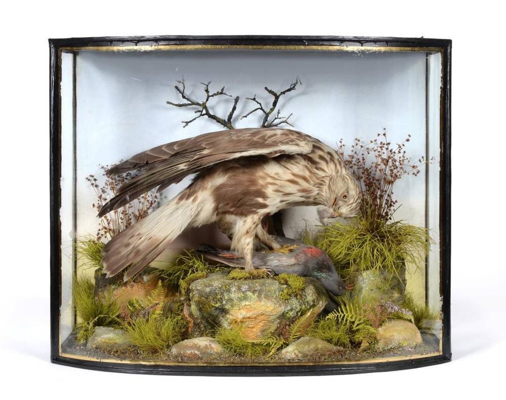 Lot 129 - Taxidermy: A Fine Example of a Late Victorian Rough-Legged Buzzard (Buteo lagopus), in the...
