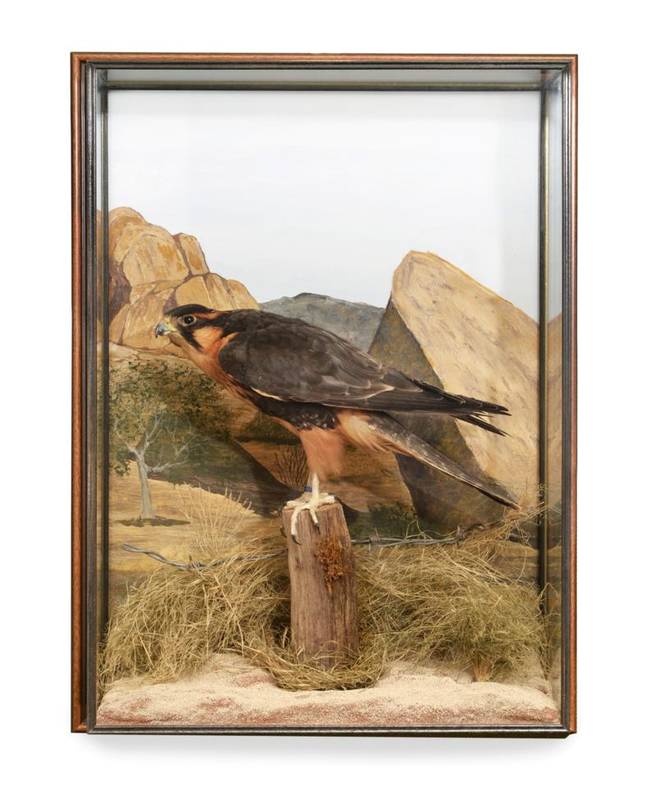 Lot 132 - Taxidermy: Aplomodo Falcon (Falco femoralis), modern, by Dave Spatcher, Countesthorpe,...