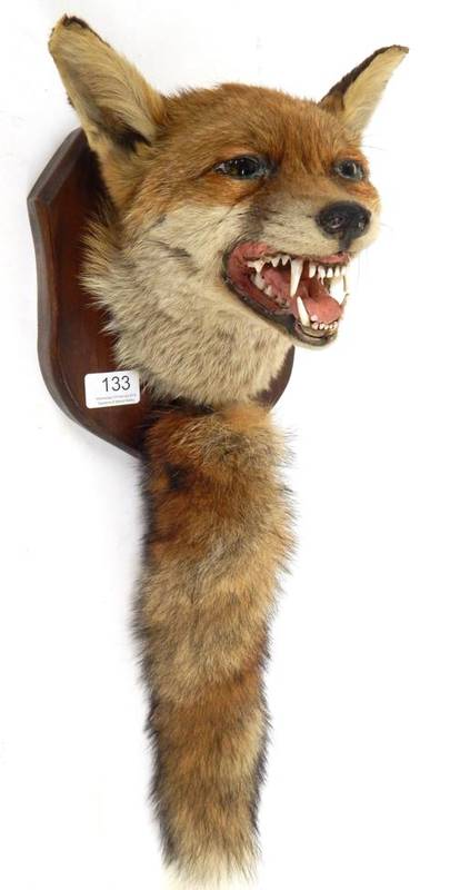 Lot 133 - Taxidermy: Red Fox (Vulpes vulpes) circa late 20th century, mask on shield with mouth agape in...