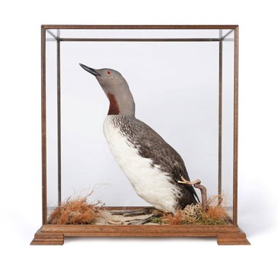Lot 135 - Taxidermy: Red Throated Diver (Gavia stellata), circa late 20th century, full mount adult in...