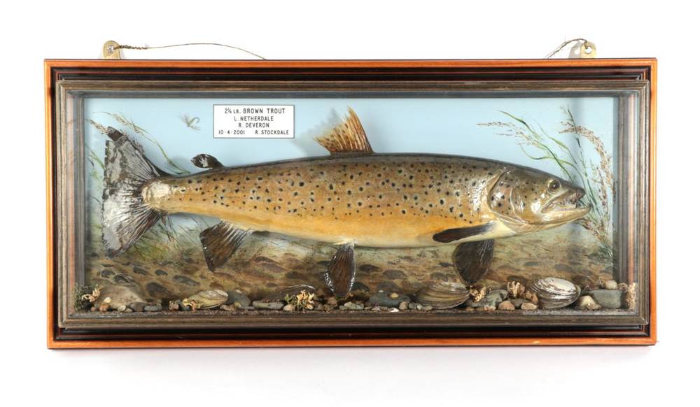 Lot 144 - Taxidermy Fish: Brown Trout (Salmo trutta), circa 2001, by R. Stockdale, Newton Aycliffe, full...